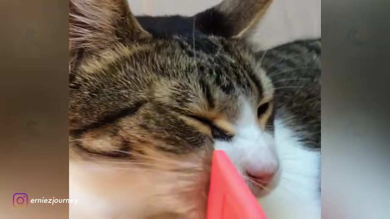 A close-up shot of a tabby and white cat affectionately rubbing its cheek against a pink object.