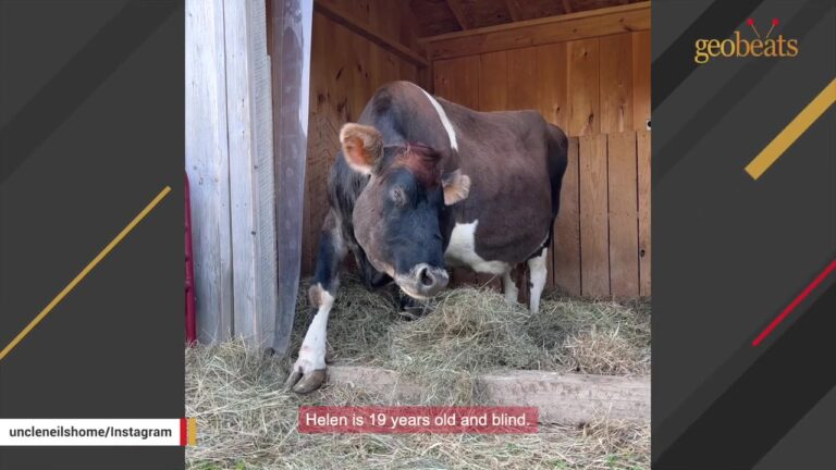 New Jersey Cow Lived In Darkness For 19 Years Until Special Windchimes Guided Her Home