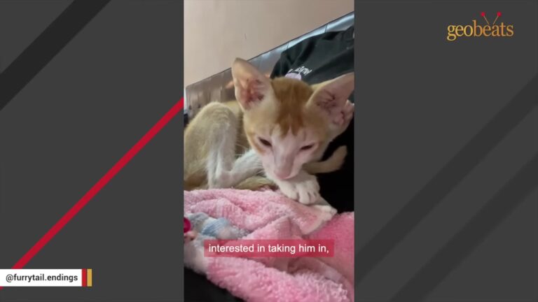 California Woman Goes Abroad For An Emergency, But One Screaming Kitten Changes Her Plans Forever
