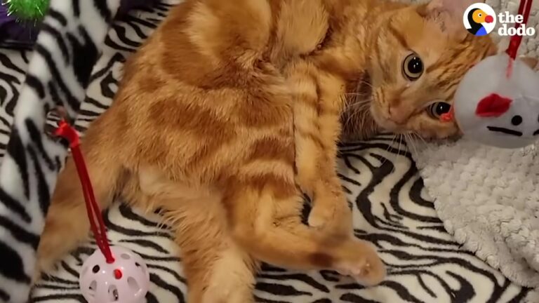 Texas Cat Born Without Balance Expresses His Joy In The Most Unexpected Way