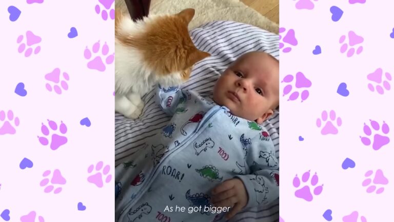 Michigan Boy Meows Every Morning, But The Reason Why Involves Former Feral Cat’s Incredible Love