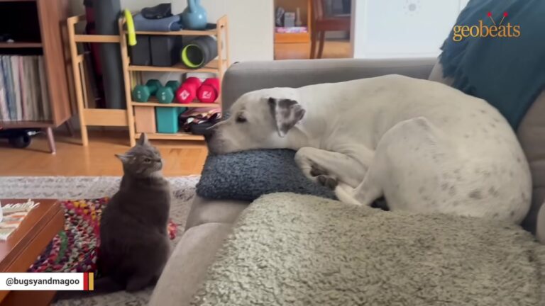 Dog Found Wandering Alone In Florida Field Gets A Foster Kitten Who Refuses To Leave His Side