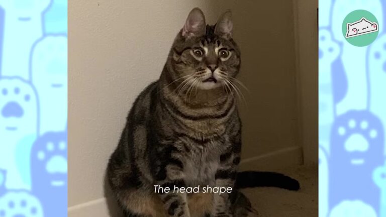 Ohio Cat Was Abandoned For His Unique Looks, But One Woman Realized He Was Exactly What She Needed