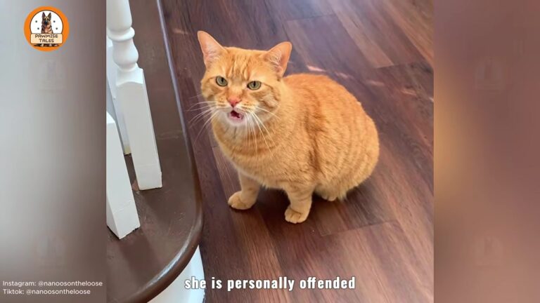 California Cat Hates Almost Everyone, Yet Her Owner’s Daily Response Will Melt Your Heart