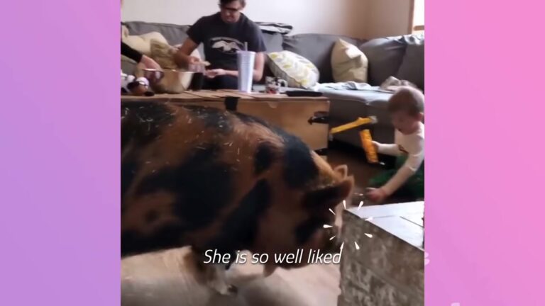 Ohio Family Takes In A Rehomed Pig And She Quickly Becomes The Town’s Biggest Star