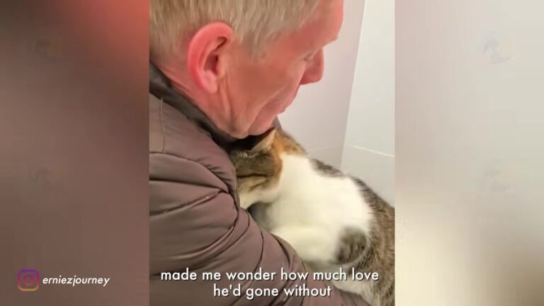California Kitten Rejected Because He Looked Different Finally Finds The Perfect Dad