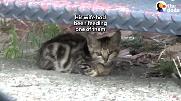 Georgia Husband Agrees To Help One Sick Kitten, But Then His Wife Uncovers A Shocking Surprise