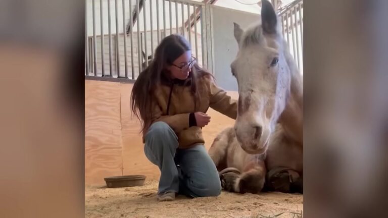 Horse Losing His Sight At A Crowded Auction In Texas Finds Someone Willing To Fight For Him
